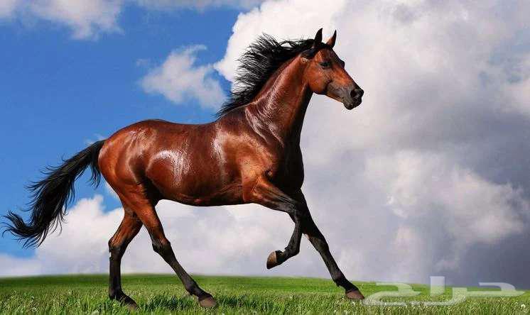 خدمات بيطرية سونار خيل وابل وقطط وكشوفات منزلية وعمليات64572965986049110