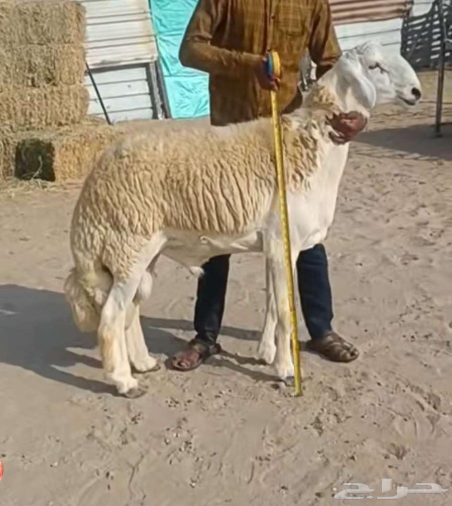 فحل مشروط من حلال الصياد في أملج -الحد موجود64613468504194111