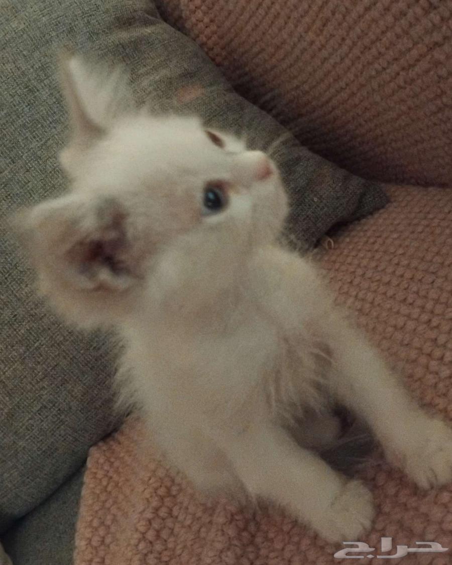 قط لتبني عمره شهرين64619152859011111