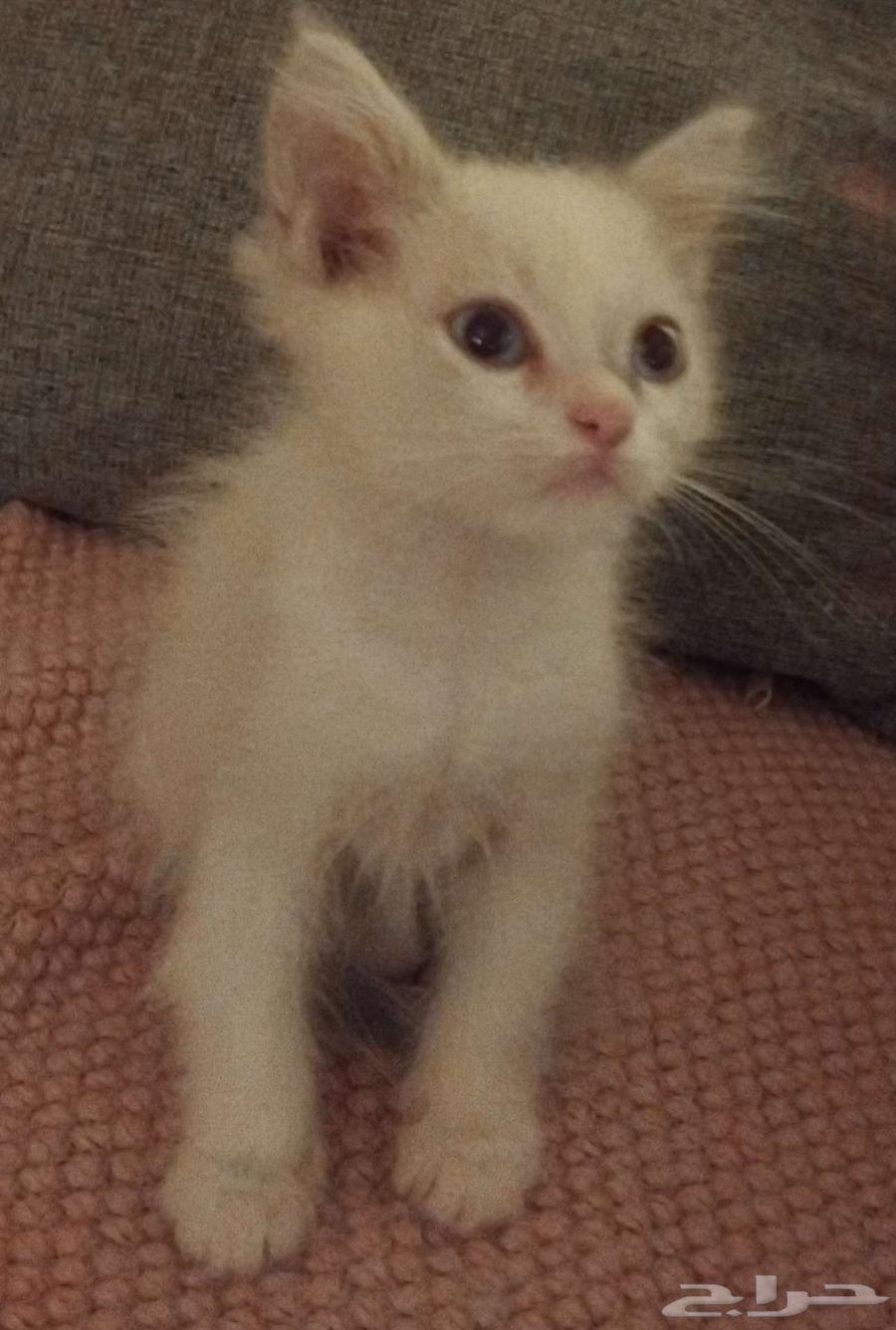قط لتبني عمره شهرين64619152859011112