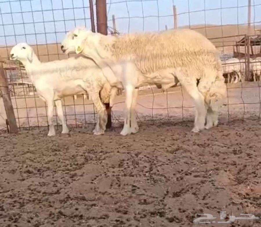 فحل مشروط من حلال الصياد في أملج -الحد موجود64613468504194110